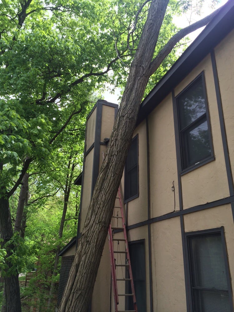 Mejicanos Tree Care - tree service in Huntsville, AL