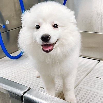 Add-on Packages - Our services are packaged so you only pay for what your dog needs. Basic Hygiene, Brush-out + Blow-dry