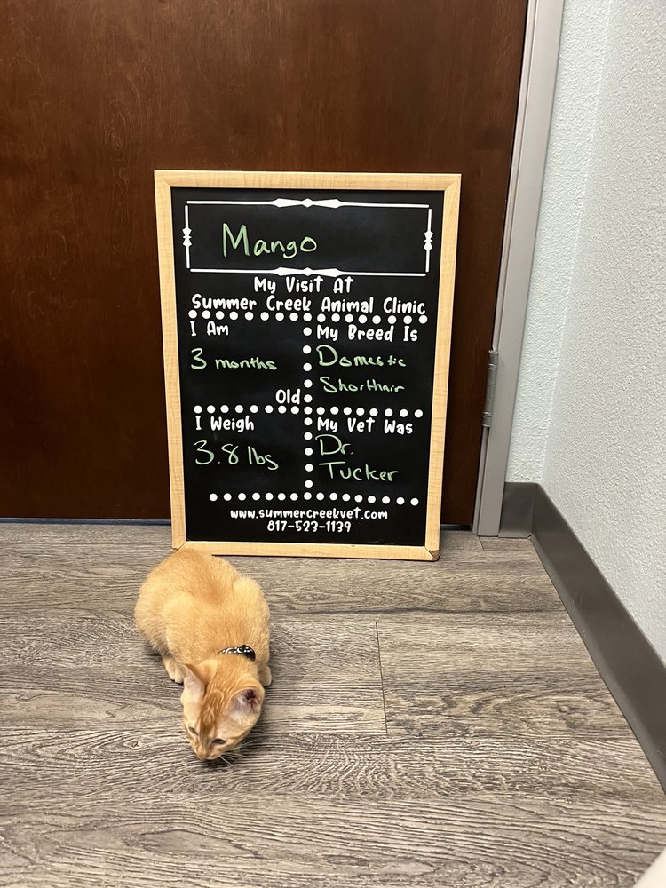 SUMMER CREEK ANIMAL CLINIC 21 Reviews 5228 Sycamore School Rd, Fort
