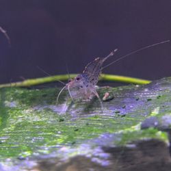 One of the amano shrimp I purchased, nibbling away and healthy.