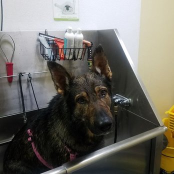 Pet Station - Reno - Self serve dog wash/grooming station. - Pet Stores Near Me - Reno, Nevada Pet Station - Reno - Self serve dog wash/grooming station. - Pet Stores Near Me - Reno, Nevada