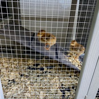 Tractor Supply - Got my 4 baby chick's 2 days old now they are almost 1 month old.  This NY girl has turned country for fresh eggs - Farming Equipment Near Me - Harrisburg, North Carolina
