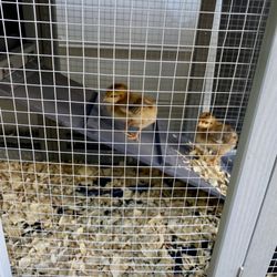 Tractor Supply - Got my 4 baby chick's 2 days old now they are almost 1 month old.  This NY girl has turned country for fresh eggs