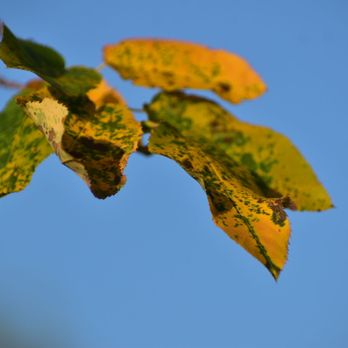 Charter Oak Landing - Leaves starting to change some color as of August 24th trip - Parks Near Me - Hartford, Connecticut Charter Oak Landing - Leaves starting to change some color as of August 24th trip - Parks Near Me - Hartford, Connecticut