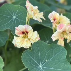 Redwood Barn Nursery - Nasturtium