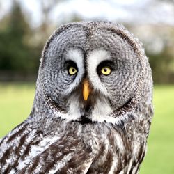 Falconry Kerry