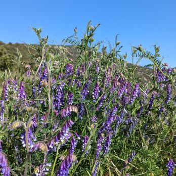 Potato Mountain - Hiking Near Me - Claremont, California