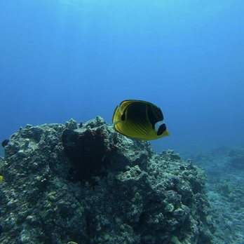 Blue Wilderness Dive Adventures - Beautiful dive spots! - Scuba Diving Near Me - Waimea, Hawaii Blue Wilderness Dive Adventures - Beautiful dive spots! - Scuba Diving Near Me - Waimea, Hawaii