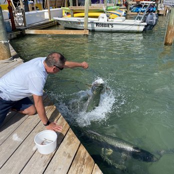 Tarpon Feeding - Fire in the hole - Local Flavor Near Me - Islamorada, Florida