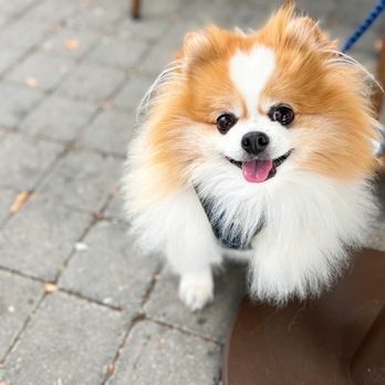 Shosha - Dog-friendly outdoor seating. 8 tables in a tent and sidewalk. Street is closed to cars. - Indian Near Me - Sunnyvale, California Shosha - Dog-friendly outdoor seating. 8 tables in a tent and sidewalk. Street is closed to cars. - Indian Near Me - Sunnyvale, California