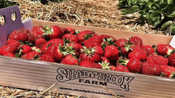 Shady Brook Farm by null