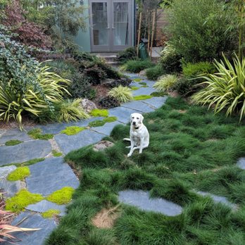 Shambhala Landscapes - Puppy for scale. - Landscaping Near Me Shambhala Landscapes - Puppy for scale. - Landscaping Near Me