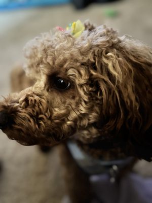 Ginger's Pet Cuttery