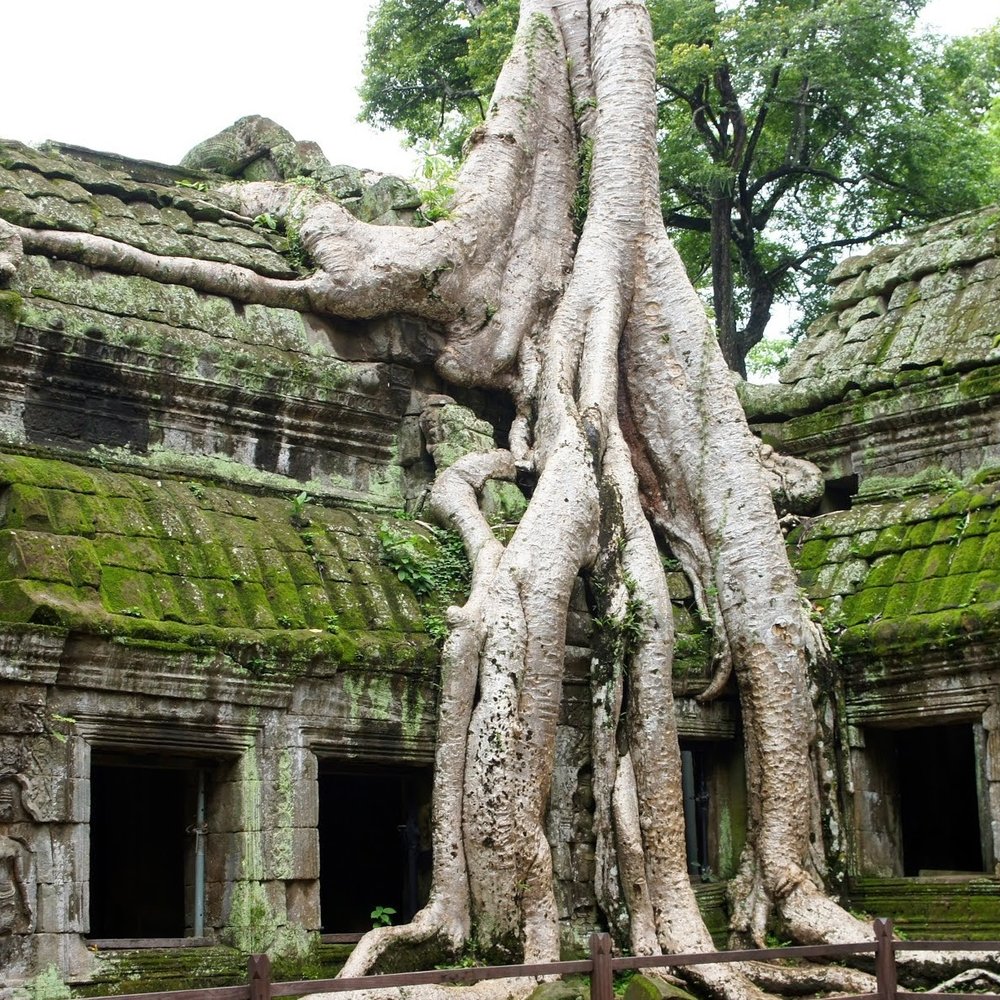 Ta Prohm at Angkor Wat, Cambodia