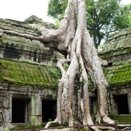 Ta Prohm at Angkor Wat, Cambodia