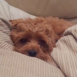 Secret Dogs Business - Pre-cut- Practicing a withering stare.