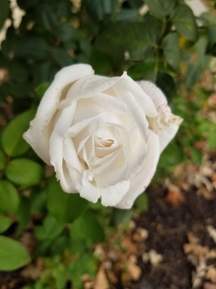 MAYA MEXICAN RESTAURANT Updated November 2024 15 Reviews 1240 W