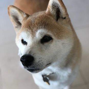 Relax, Rover. - Pet Training Near Me