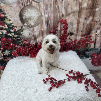 Barktastic Cuts Grooming - Pet Groomers Near Me Barktastic Cuts Grooming - Pet Groomers Near Me