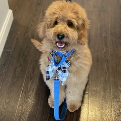 Bruce's Pet Grooming - Riley's first groom!