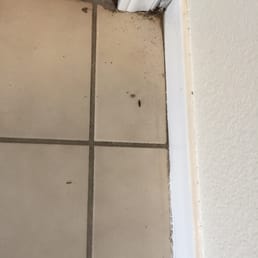 Dead bugs on entry tile Dead bugs on entry tile