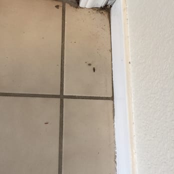 Blue Ribbon Maintenance - Dead bugs on entry tile - Home Cleaning Near Me - Citrus Heights, California Blue Ribbon Maintenance - Dead bugs on entry tile - Home Cleaning Near Me - Citrus Heights, California