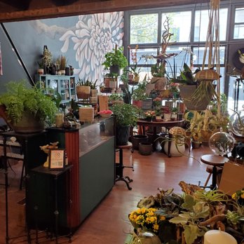 Strewn - Plants everywhere - Florists Near Me - Chicago, Illinois