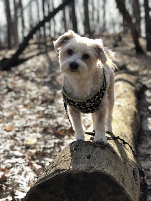 Bird Hills Nature Area by null