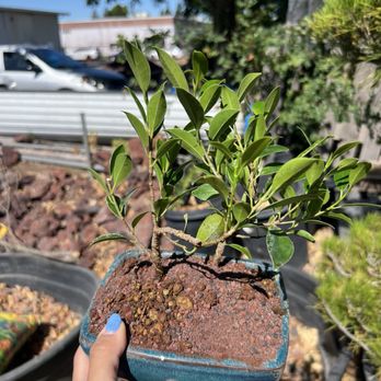 Maruyama Bonsai Nursery - Our repotted ficus plant courtesy of the owner - Nurseries & Gardening Near Me - Sacramento, California