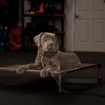 Next-Door K9 Solutions-Day Training - Pet Training Near Me - Sanford, North Carolina Next-Door K9 Solutions-Day Training - Pet Training Near Me - Sanford, North Carolina
