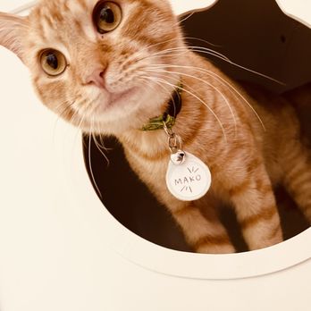 Pounce Cat Cafe - Themed Cafes Near Me - Savannah, Georgia