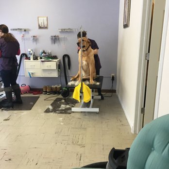 Petit Pooch Salon - Pet Groomers Near Me - Traverse City, Michigan Petit Pooch Salon - Pet Groomers Near Me - Traverse City, Michigan