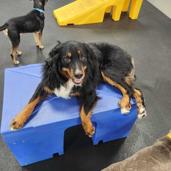 Dogtopia of Coppell - Pet Boarding Near Me - Coppell, Texas Dogtopia of Coppell - Pet Boarding Near Me - Coppell, Texas
