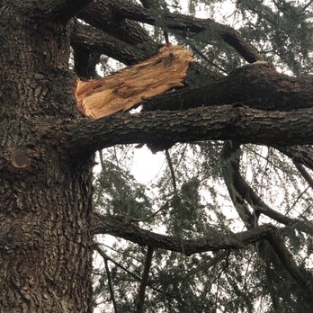 Don's Tree Service - A clean break that shouldn't have happened. - Tree Services Near Me - Bakersfield, California Don's Tree Service - A clean break that shouldn't have happened. - Tree Services Near Me - Bakersfield, California