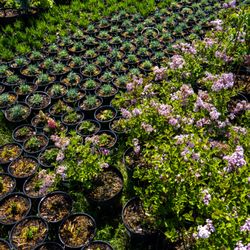 Wild Juniper Nursery