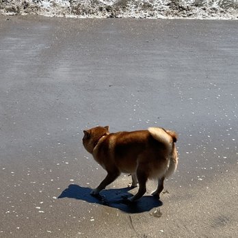 Its Beach - My shiba Anna being afraid of the waves - Beaches Near Me - Santa Cruz, California Its Beach - My shiba Anna being afraid of the waves - Beaches Near Me - Santa Cruz, California
