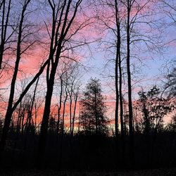 Independence Oaks County Park - Sunset and dark trees
