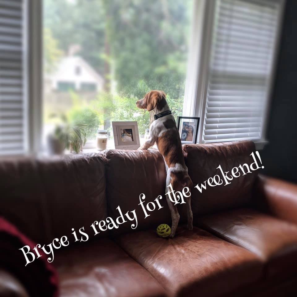 Jill Winhold - Pet Sitter - pet boarding facility in Sayreville, NJ