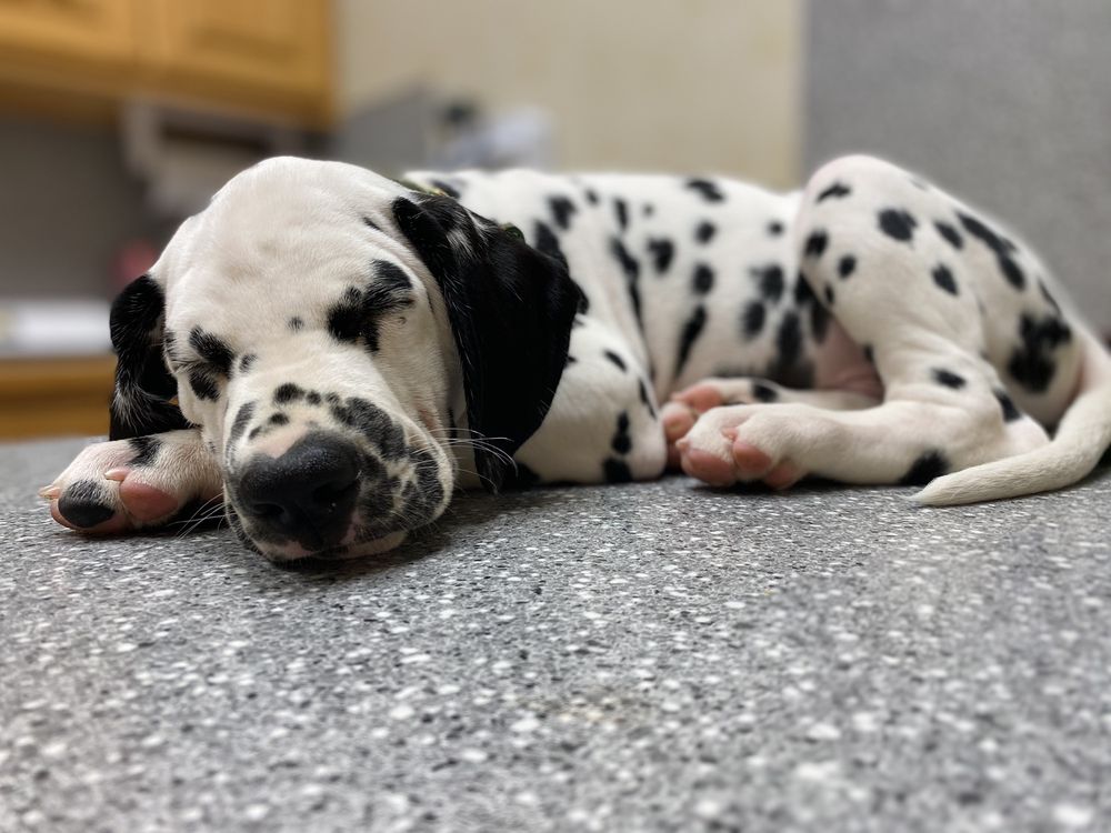 CATOOSA SMALL ANIMAL HOSPITAL with reviews Updated September 2024 22 Reviews 1901 N