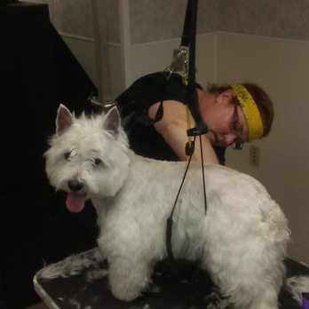 Animal Behavior College - West Highland Terrier (Westie). Not an easy groom, but I got it! - Vocational & Technical School Near Me - Santa Clarita, California Animal Behavior College - West Highland Terrier (Westie). Not an easy groom, but I got it! - Vocational & Technical School Near Me - Santa Clarita, California