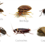 Photo of Jager Pest Pros