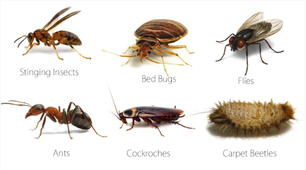 Jager Pest Pros - veterans service organization in Pearland, TX