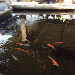 Koi Koi