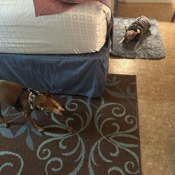 Roadrunner Lodge Motel - The hotel had little treats for the dogs, they loved them! - Hotels Near Me - Tucumcari, New Mexico Roadrunner Lodge Motel - The hotel had little treats for the dogs, they loved them! - Hotels Near Me - Tucumcari, New Mexico