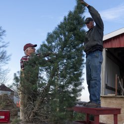 Fulk's Tree Farm