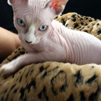 Hollywood Sphynx - Pet Services Near Me Hollywood Sphynx - Pet Services Near Me