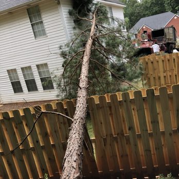 Forest Tree Care - Tree Services Near Me Forest Tree Care - Tree Services Near Me