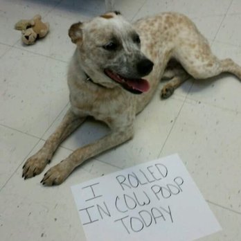 Ruff Around The Edges- - Pet Training Near Me - Grand Junction, Colorado Ruff Around The Edges- - Pet Training Near Me - Grand Junction, Colorado