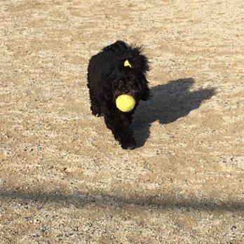 Little Bay Dog Run - Playing ball - Dog Parks Near Me - Bayside, New York