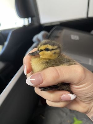 Wetlands & Wildlife Care Center by null
